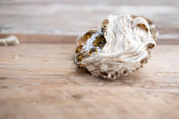 wasp honeycombs, Natural bees nest, insect habitat with larvae, wasp eggs, life cycle Vespula vulgaris, potential hazard