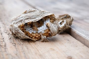 wasp honeycombs, Natural bees nest, insect habitat with larvae, wasp eggs, life cycle Vespula vulgaris, potential hazard