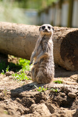 meerkat on the lookout