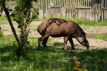 Tapir on the grass