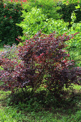 Loropetalum chinense “Fire dance” bush with dark red leaves in the garden. Loropetalum bush on summer