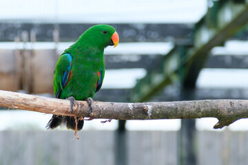 green parakeet 