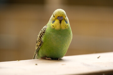 yellow and green budgie