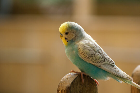 blue budgie