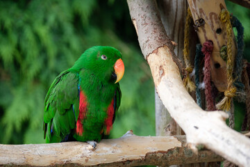 Green Parrot