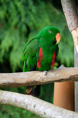 Alexandrine Parakeet 