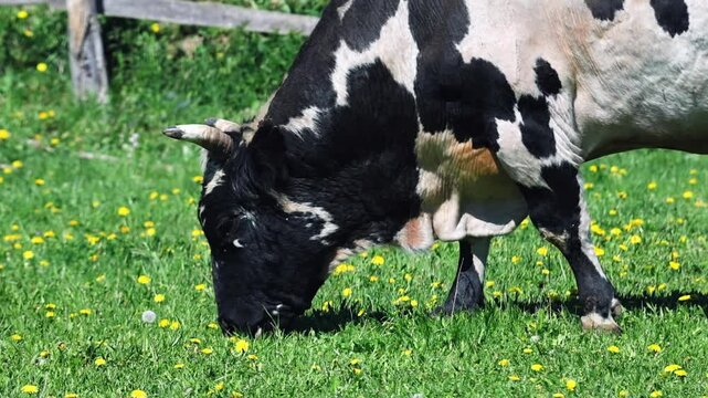 A Holstein cow peacefully grazing in a green meadow with flowers, an idyllic rural scene