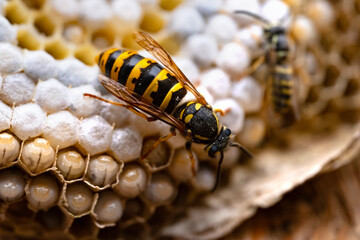Close-up colony yellow wasps in home honeycombs, residential area Dangerous yellow Vespula vulgaris wasps, natural pests