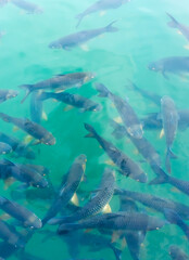 There are many Japanese carp fish swimming in the water. Fish farm. The pond is teeming with a school of large fish.