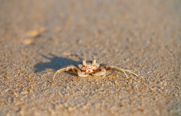 A crab on the beach is running on the white sand. Exotic animals in the resorts of tropical islands. The concept of a beach holiday in the tropics.