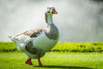 Goose walking near the waters edge