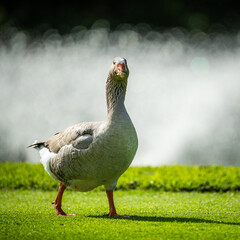 Goose walking near the waters edge