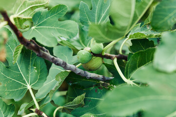 Lush fig tree showcasing vibrant green leaves and ripe fruit dangling gracefully from its branches