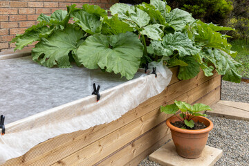 Rhubarb in wooden garden veggie planter, fleece frost protection, potted rhubarb © Tosh Lubek