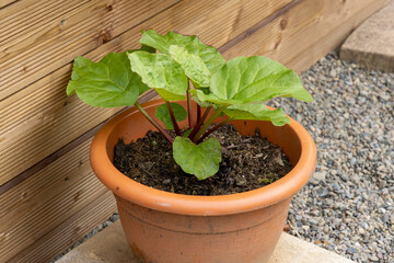 Young rhubarb plant green leaves red stalks in terracotta pot beside planter