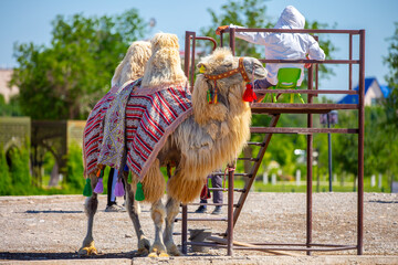 Bactrian camel on the background of historical places in Central Asia. A beautiful, elegant and...