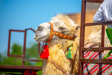 Bactrian camel on the background of historical places in Central Asia. A beautiful, elegant and...