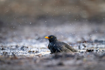 Fototapeta premium Blackbird (Turdus merula) in Central Bohemia, Czech Republic