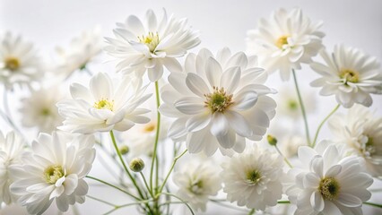 Fototapeta premium Delicate white flowers arranged artfully on a pure white background, showcasing soft petals and subtle textures, exuding serenity and elegance in a minimalist composition.