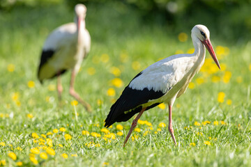 White stork (ciconia ciconia), National park Polana, Slovakia