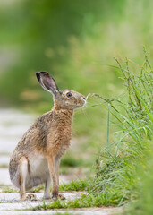 Field hare (Lepus europaeus) in Bird park Kosteliska near Dubnany, Southern Moravia, Czech Republic