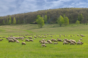 Sheep herd in Stiavnicke vrchy on Krupinska planina, Slovakia