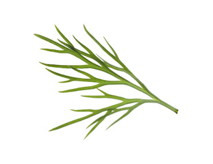Fototapeta premium Sprig of fresh green dill isolated on white