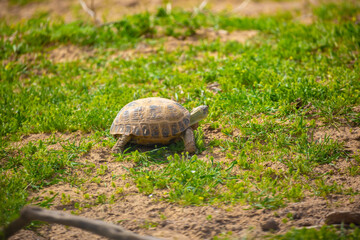 Turtle in the steppe of Kazakhstan. Turtle in the grass.