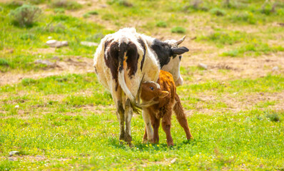 Fototapeta premium A cow and a newborn calf graze on a pasture in a green meadow. The concept of animal husbandry and organic food.