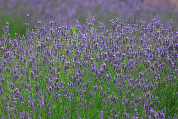 Fototapeta premium Lavender flower, aromatic and useful in many ways plant