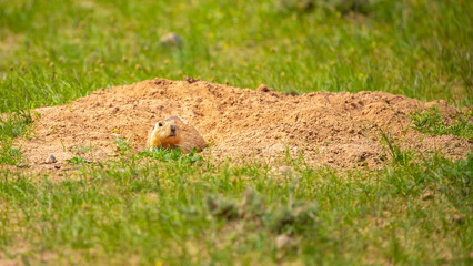 The gopher sits in the grass in the mountains, looks to the side, as if reading your text, studying, showing curiosity, interest. Copy space with place for text. Landscape with wild animals.