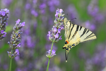 Butterfly Scarce swallowtail on lavender flower