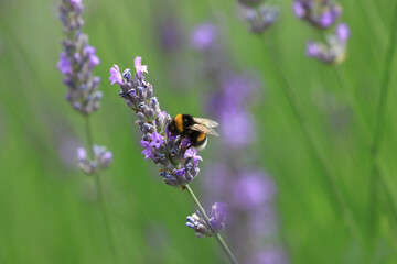 Bumblebee collects nectar on lavender flower