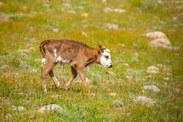 A cow and a newborn calf graze on a pasture in a green meadow. The concept of animal husbandry and organic food.