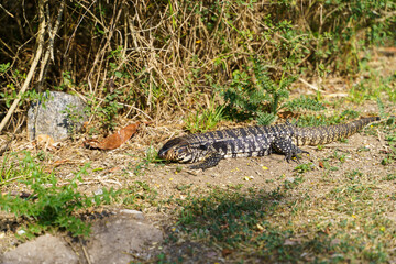 Overo lizard resting in the Reserva Ecológica Costanera Sur, Buenos Aires - Argentina.