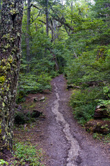Dense green forest in the Tierra del Fuego National Park, Ushuaia - Argentina