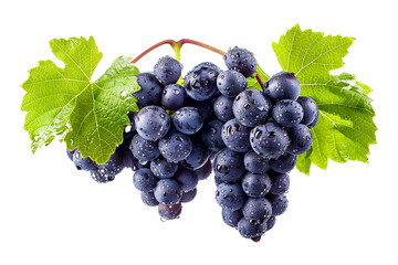 Closeup view of purple grapes hanging on the vine with green leaves, isolated on a white transparent background