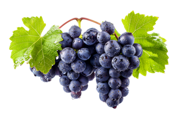Closeup view of purple grapes hanging on the vine with green leaves, isolated on a white transparent background