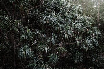 Pandanus grow on the beach. Pandanus has botanical named pandanus tectorius from pandanaceae.
