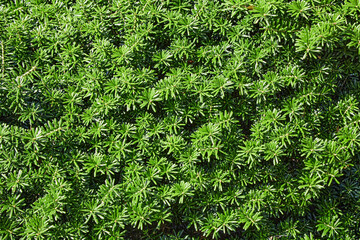 Beautiful green juniper background with conifer leaves. Backdrop for design