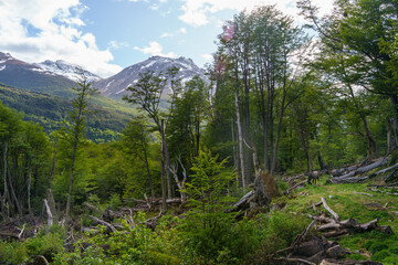 Green forest and Andean mountain with little snow in the background, Ushuaia - Argentina, Paso de la Oveja, Tierra del fuego