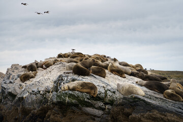 Sea lions rest on a small island in Tierra del Fuego, Ushuaia - Argentina