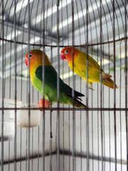 couple of colorful birds in a cage