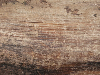 tree wood texture detail