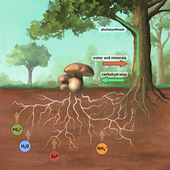 Symbiotic association between plant and fungus