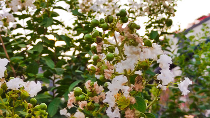 blossoming tree in spring