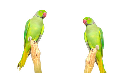 two green parrots on white background