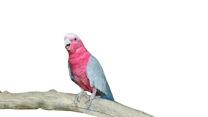 galah cockatoo siting on a tree branch