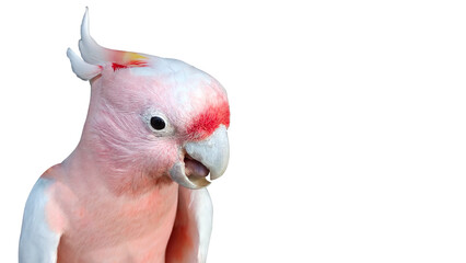 Pink cockatoo portrait 