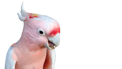 Pink cockatoo portrait 